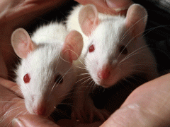 Génmódosított egerek szimatolják ki a robbanószert