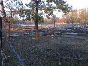 Pusztuló fák a Népszigeten