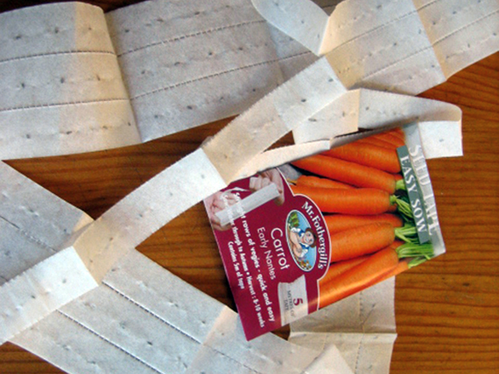 Как клеить морковь. Лента с семенами моркови. Морковь на туалетной бумаге. Семена на бумажной ленте. Семена морковки на туалетной бумаге.