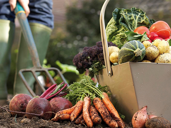 Nyári veteményezés