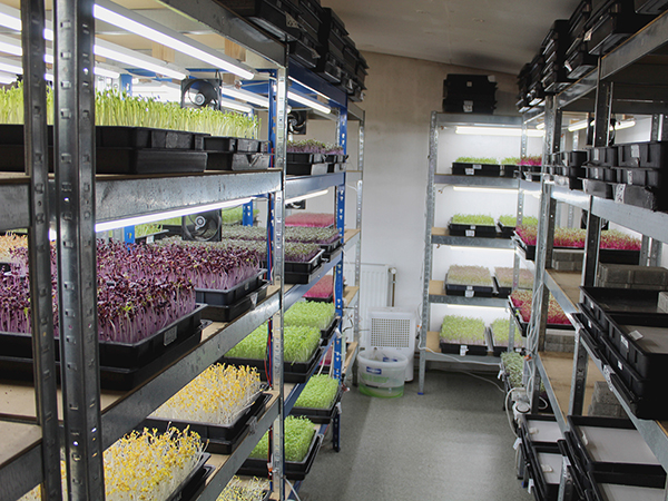 Mikrozöldség termesztés: egy rendhagyó zöldségkultúra