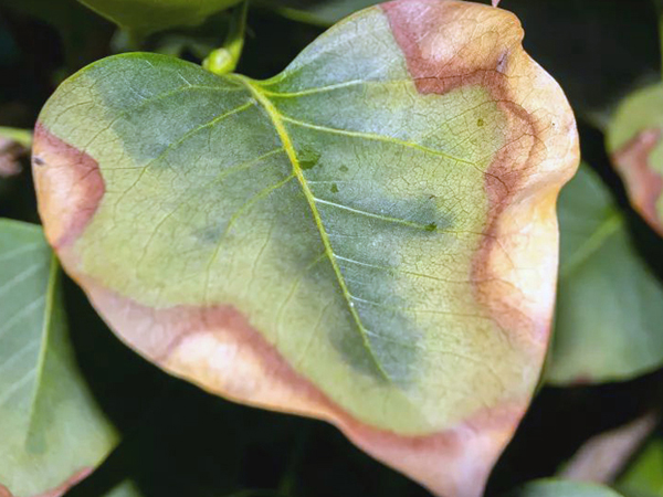 Napégés a leveleken: nem csak nyári probléma