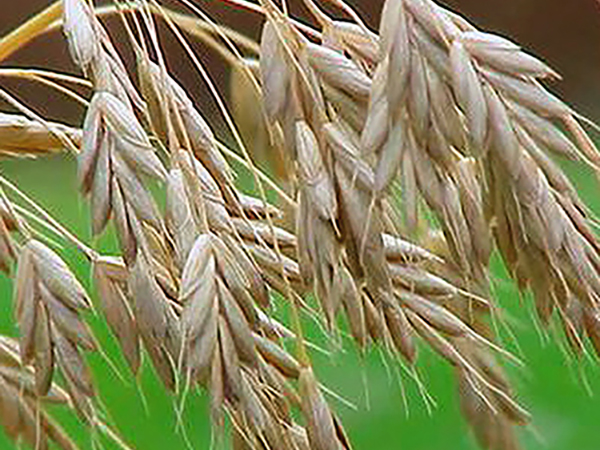 Gyógyító gabonák és egyszikű gyógynövények