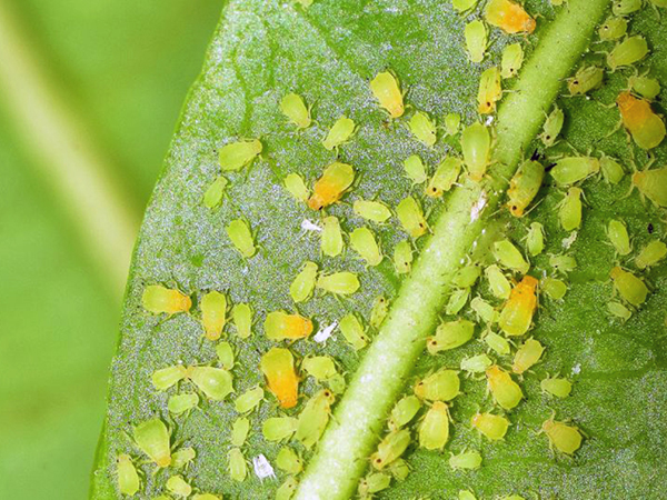 Ősellenségeink a levéltetvek Ősellenségeink a levéltetvek