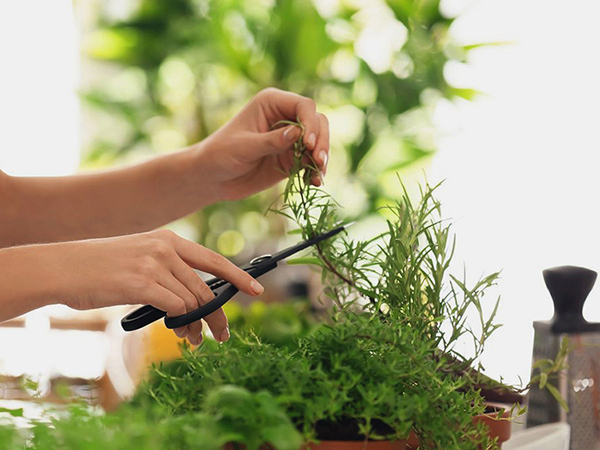 Télen is lehet zöldfűszerünk Télen is lehet zöldfűszerünk
