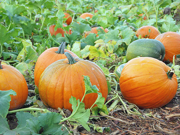 Csak legenda? A sütőtök és a dércsípés