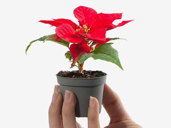 Itt a mikulásvirág szezonja Itt a mikulásvirág szezonja