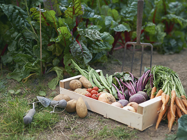 Ezzel a 10+1 dologgal indítsunk a kertben