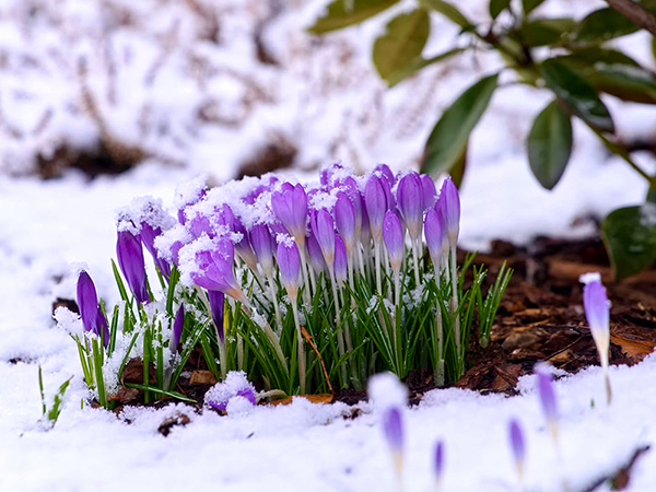 A téli fagy előnyei a konyhakertben