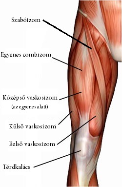 lábszár részei ízületi gyulladás a lábakban ízületi gyulladás