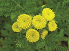 Egymást segítő növények, biokerti növényvédő szerek