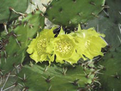 Kaktuszok a hó alatt