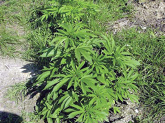 Mentsük meg fáinkat kenderrel