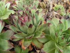 A kövirózsák alkalmazkodó képessége