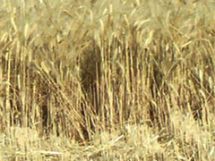 Árpa (Hordeum vulgare)