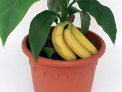 Érdekességek a banánról