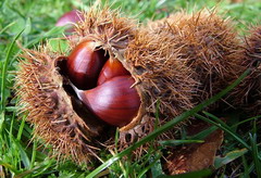 Szelídgesztenye a zord, téli napokra