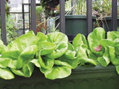 Tavaszi zöldségünk a saláta