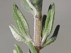 Gyógynövények felhasználása régen és ma