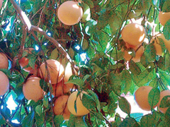 Tisztító gyógykúrák