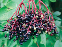 Feketebodza sokféleképpen