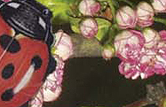 Amit a vetőmagokról tudni kel